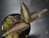 画像: [宝石蘭]Goodyera reticulata "Ranau" 【画像の株-その1】[3.21撮影]