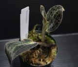 画像: [宝石蘭]Dossinia marmorata “美麗種”【画像の大株-その10】[3..21撮影]