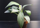 画像: Homalomena sp "White leaf" Natuna【画像の美麗株】[5.23撮影]《AQUA☆STAR》