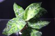 画像1: Aglaonema pictum "tricolor"『元祖タイプ（from thailand 2010）』 【画像の美麗大株】[5.23撮影]