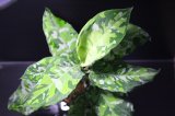 画像: Aglaonema pictum "tricolor"『元祖タイプ（from thailand 2010）』 【画像の美麗大株】[5.23撮影]
