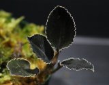 画像: [漆黒の宝石蘭]Kuhlhasseltia javanica "Ranau" 【画像の美麗株】[5.23撮影]