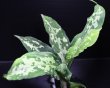 画像1: Aglaonema pictum "tricolor" from Siberut 2nd 【画像の大株】《cozyparaブリード》[6.22撮影]