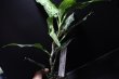 画像2: Aglaonema pictum "tricolor" from Siberut 2nd 【画像の大株】《cozyparaブリード》[6.22撮影]