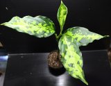 画像: Aglaonema pictum "tricolor" from Pulau Nias class2 【画像の美麗大株-その1】[8.18撮影]《cozyparaブリード》