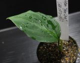 画像: Aglaonema pictum pictum "blue line" Padang（AZ0512-06） 【画像の美麗小株】[8.18撮影]