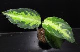 画像: Aglaonema pictum"Mosaic typeII"from Pulau Nias（AZ0912-2） 【画像の美麗株】[8.18撮影]