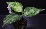 画像: Aglaonema pictum "tricolor" Thailand 2013 【画像の美麗株】[9.12撮影]