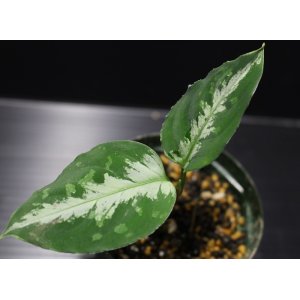 画像: Aglaonema pictum from Sibolga Timur（AZ0913-2a） 【画像の美麗小株】[9.28撮影]