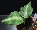 画像: Aglaonema pictum "Gold-Rush " from Sumatera Barat （AZ0113-3） 【画像の美麗中株】[9.28撮影]