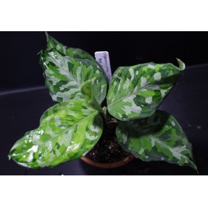 画像: Aglaonema pictum "tricolor"『元祖タイプ（Thailand 2010）』 【画像の白が多い美麗株!!】《cozyparaブリード》[10.17撮影]