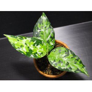 画像: Aglaonema pictum "tricolor"Andaman "ポートブレア北部地域（出射便・C系統）"【画像の美麗中株】[12.4撮影]