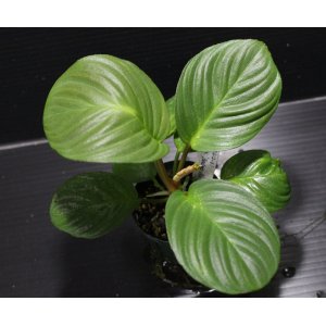 画像: [Sale!!]Homalomena sp. "Bentong-Black" from Bentong（AZ0412-16）【画像の美麗大株】[12.4撮影]