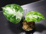 画像: Aglaonema pictum "tricolor" from Thailand 2012【画像の美麗小株-葉の中央にホワイトラインが入るタイプ!!】[12.4撮影]《cozyparaブリード》