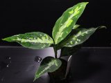 画像: Aglaonema pictum "サイレントMkII元祖DFS" from Sumatera Barat （AZ0413-4）【画像の美麗中株】[1.30撮影]