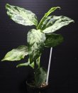 画像2: Aglaonema pictum "tricolor" from Siberut 2nd 【画像の大株-2本立ち!!】《cozyparaブリード》[1.30撮影]