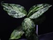 画像3: Aglaonema pictum "tricolor" from Siberut 2nd 【画像の大株-2本立ち!!】《cozyparaブリード》[1.30撮影]