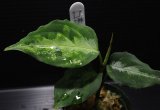 画像: Aglaonema pictum "tricolor" from Padang, North Sumatra, Indonesia（園芸ルート） 【画像の美麗中株-その1】[2.20撮影]