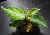画像: Aglaonema pictum "tricolor" from Padang, North Sumatra, Indonesia（園芸ルート） 【画像の美麗株】[5.23撮影]