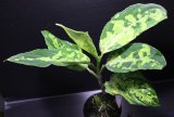 画像: Aglaonema pictum "緑三色" from Pandan Sibolga （AZ0213-3）【画像の美麗株】[5.23撮影]