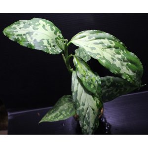 画像: Aglaonema pictum "tricolor" from Siberut 2nd 【画像の大株】《cozyparaブリード》[1.5撮影]