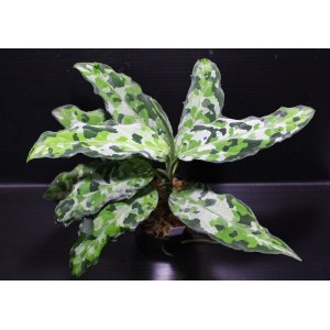 画像: Aglaonema pictum "tricolor"Andaman "ポートブレア北部地域（出射便・C系統）"【画像の美麗中株】[3.11撮影]