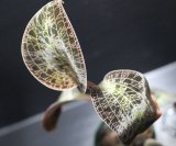 画像: [宝石蘭]Dossinia marmorata “美麗種”【画像の中株-その1】[5.16撮影]