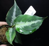 画像: Aglaonema pictum "tricolor" from Padang, North Sumatra, Indonesia（園芸ルート） 【画像の美麗株】[5.16撮影]