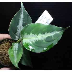 画像: Aglaonema pictum "tricolor" from Padang, North Sumatra, Indonesia（園芸ルート） 【画像の美麗株】[5.16撮影]