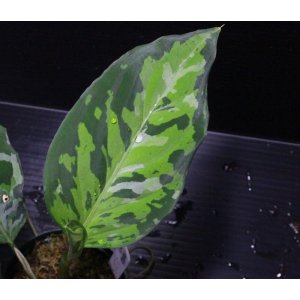 画像: [Sale!!]Aglaonema pictum "tricolor"『元祖タイプ（Thailand 2010）』 【画像の白が多い美麗株!!-その2】《cozyparaブリード》[5.16撮影]
