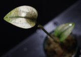 画像: [Sale!!][宝石蘭]Nephelaphyllum pulchrum"Ranau" 【画像の株】[8.29撮影]《cozyparaブリード》