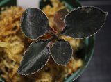 画像: [漆黒の宝石蘭]Kuhlhasseltia javanica 【画像の美麗株-その1】[8.29撮影]