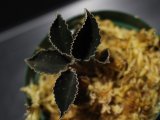画像: [漆黒の宝石蘭]Kuhlhasseltia javanica 【画像の美麗株-その3】[8.29撮影]