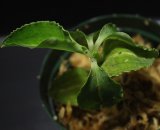 画像: [宝石蘭]Kuhlhasseltia sp. 【画像の美麗株-その2】[8.29撮影]