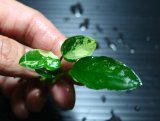 画像: [激レア!!]Anubias barteri "Marble"  【画像の美麗斑入り株（水中株）-その４】《JungleGem》[5.25入荷]