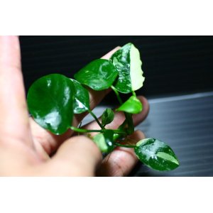 画像: [激レア!!]Anubias barteri "Marble"  【画像の美麗斑入り株（水中株）-その12-葉数多め!!】《JungleGem》[7.8入荷]