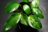 画像: [激レア!!]Anubias barteri var. nana"斑入り"  【画像の美麗株（水上管理）-その１】《JungleGem》[5.25入荷]