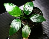 画像: [激レア!!]Anubias barteri var. nana"斑入り"  【画像の美麗株（水上管理）-その４】《JungleGem》11.30撮影[5.30入荷]