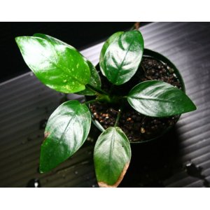 画像: [激レア!!]Anubias barteri var. nana"斑入り"  【画像の美麗株（水上管理）-その４】《JungleGem》11.30撮影[5.30入荷]