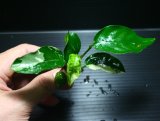 画像: [激レア!!]Anubias barteri "Marble"  【画像の美麗斑入り株（水中株）-その３】《JungleGem》[5.25入荷]