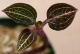 画像: [宝石蘭Hybrid]Dossinia marmorata var dayii × Ludisia discolor  【画像の株-その１】《JungleGem》