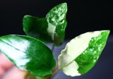 画像: [激レア!!]Anubias barteri "Marble"  【画像の美麗斑入り株-その５】《JungleGem》[5.30入荷]