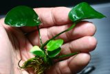 画像: [激レア!!]Anubias barteri "Marble"  【画像の美麗斑入り株（水中株）-その11】《JungleGem》[6.21入荷]