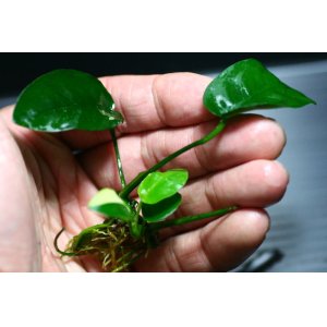 画像: [激レア!!]Anubias barteri "Marble"  【画像の美麗斑入り株（水中株）-その11】《JungleGem》[6.21入荷]