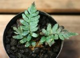 画像: Diplazium　tomentosum“セランゴール州”【画像の株】[3.27入荷]