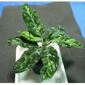 画像: Aglaonema pictum "tricolor" 【画像の超絶美麗大株!!!（これほど美しい株はなかなかお目に掛かれません…）】2011.8.26撮影《AQUA☆STAR》