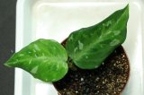 画像: Aglaonema pictum "tricolor" 【画像の小株（葉数３枚になりました！）】2011.8.26撮影《AQUA☆STAR》