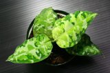 画像: Aglaonema pictum "tricolor" 【画像の中株】3.7撮影