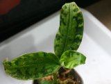 画像: [南米産宝石蘭]Erytrodes sp.（多分 erytrodidesm） 【画像の株】4.10撮影《AQUA☆STAR》