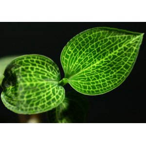 画像: [宝石蘭Hybrid]Macodes sanderiana x Ludisia discolor var.Alba（黄脈） 【画像の株-その１】《JungleGem》[10.10入荷]